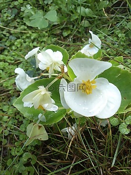 蘭花,花,白