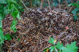 林蟻丘,木螞蟻,福米卡polyctena