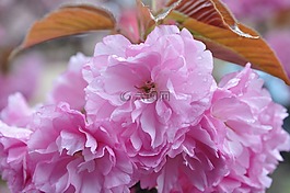 花,櫻花,粉色