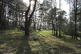森林,林間空地,樹木
