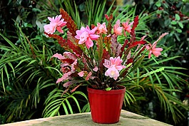 仙人掌,花,布盧姆