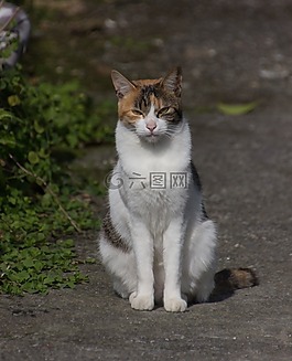 貓,動物,臺灣