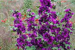 草地,鲜花,夏季