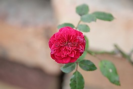 花,自然,植物區(qū)系