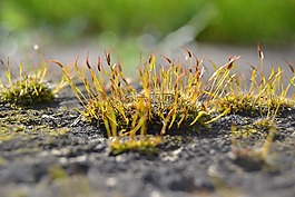 穆斯,natur,沃爾德