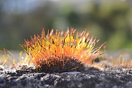 穆斯,natur,沃爾德