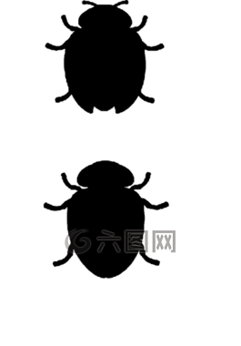 甲蟲,昆蟲,側(cè)影