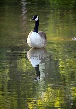 加拿大鵝,鵝,鳥