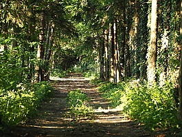 離,森林,樹木