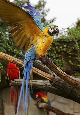 金剛鸚鵡,ararauna,鸚鵡
