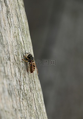 黃蜂,bug,性質(zhì)