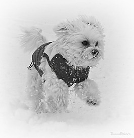 狗,雪,運行
