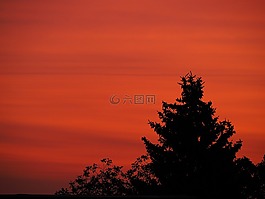 日出,樹木,紅色