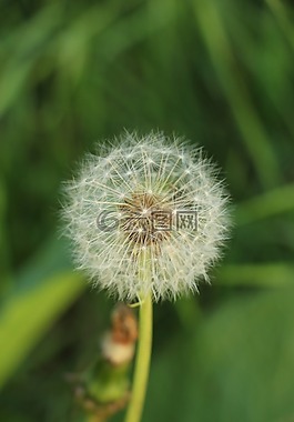 蒲公英,蒲公英绒毛,花卉
