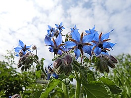 黃瓜藥草,花園,雜草