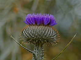 薊,開花,花