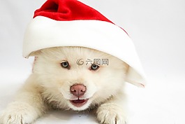 圣誕節(jié),小狗,狗