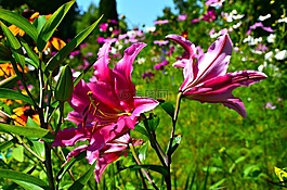 百合,花,粉紅色的百合