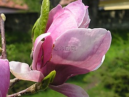 玉蘭,春天,花卉