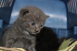 小猫,婴儿,灰色