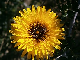 花,野生動植物群,野生草藥