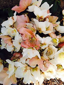 鮮花,白,廠