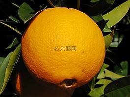 橙色,水果,樹(shù)