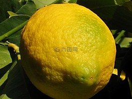檸檬,水果,柑橘