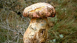 蘑菇,真菌,牛肝菌