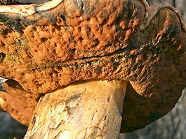 蘑菇,真菌,秋