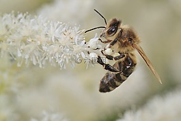 蜜蜂,昆蟲,開花
