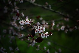 枝杈,樹,開花