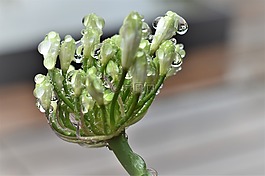 珠宝首饰的百合花,白,开花