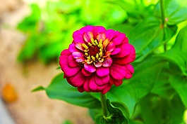 花,愛,裝修