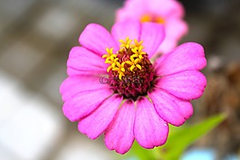 花,愛,心
