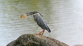 亞洲,鷺,鳥