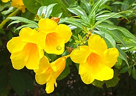鮮花,黃色,黃色的花