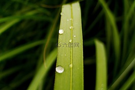 草,綠色,宏