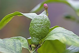 檸檬,檸檬芽,綠色