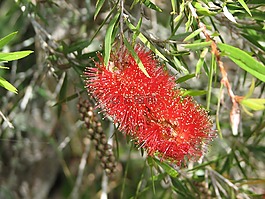 瓶刷綻放,盛開(kāi),紅色