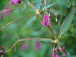 開花,花,草地
