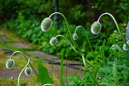 knopsen,klatschmohn芽,klatschmohn