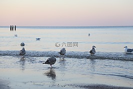鳥,海鷗,冬季