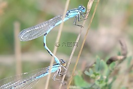 配對,蜻蜓,對