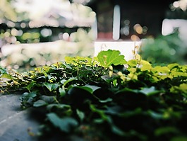 荷花,園林,植物