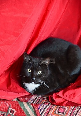 貓,動物,黑色