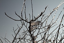 太陽,冷,eiszauber
