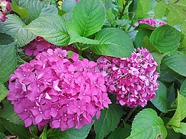 花,夏季,性質(zhì)