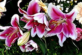 蘭花,鮮花,性質(zhì)