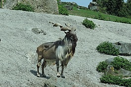 摩羯座,動物園奧格斯堡,存儲模塊